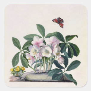 Sticker Carré Rose de Noël (Helleborus niger) et Aconi d'hiver