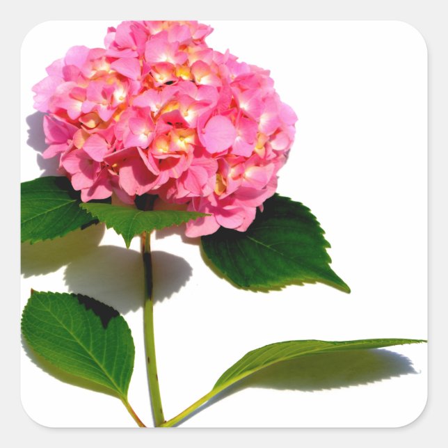 Sticker Carré Rose Hydrangea rose fleur rose rose floral (Devant)