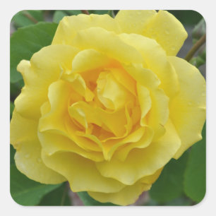 Sticker Carré Rose jaune