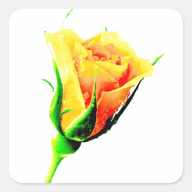 Sticker Carré Rose jaune (Devant)