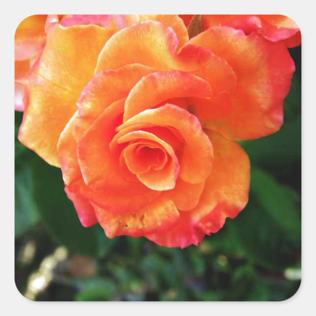 Sticker Carré Rose orange (Devant)