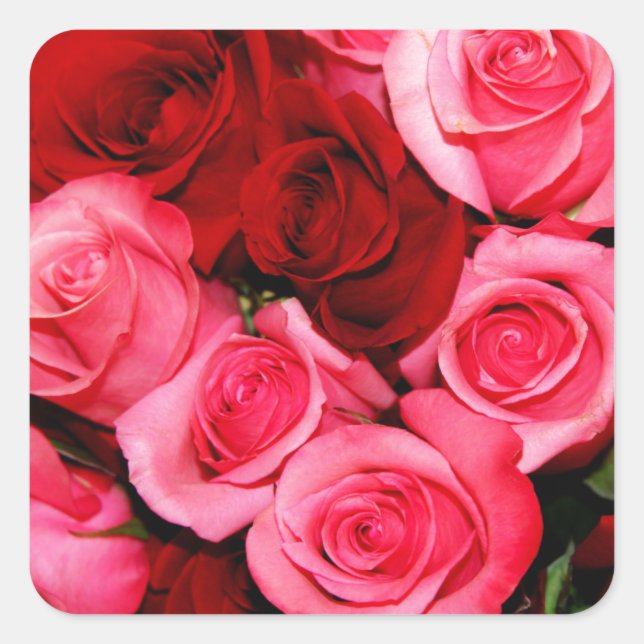 Sticker Carré Rose, rose et rouge (Devant)
