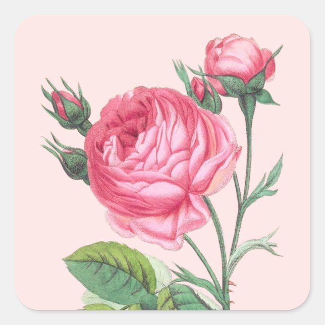 Sticker Carré Rose rose florale moderne pastel (Devant)