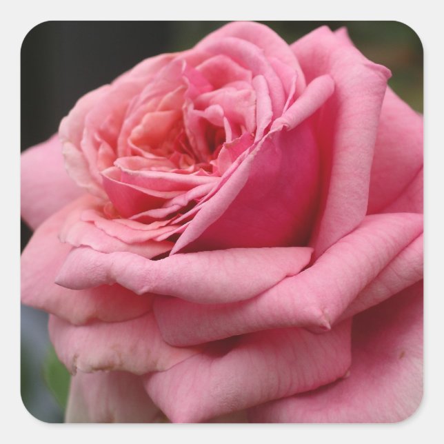 Sticker Carré Rose rose I Jolie photo florale (Devant)