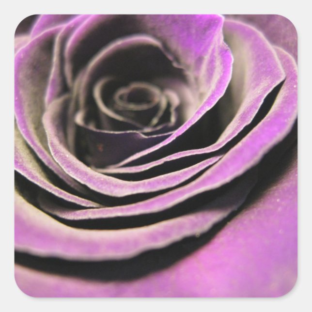 Sticker Carré Rose rose Lilac (Devant)