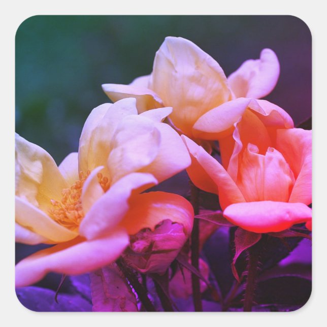Sticker Carré Rosebuds teintés Floral (Devant)