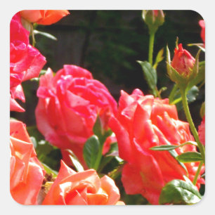 Sticker Carré Roses de corail romantique