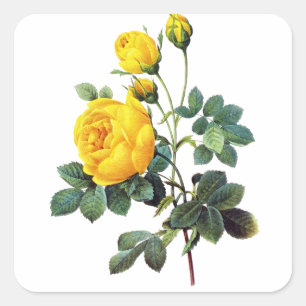 Sticker Carré Roses jaunes par Pierre Joseph Redoute