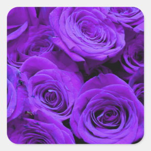 Sticker Carré roses violet romantique, joli bouquet de rose
