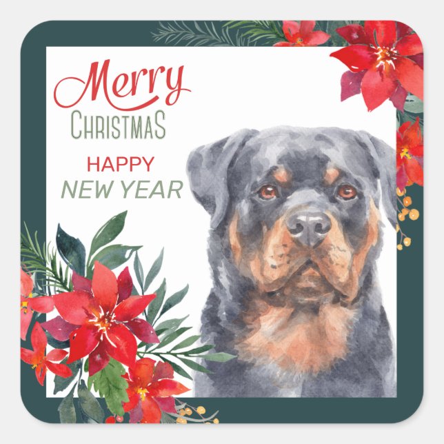 Sticker Carré Rotweiler Poinsettia frontière de chien Noël (Devant)