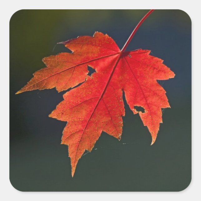 Sticker Carré Rouge Acer rubrum) feuille rouge en automne, (Devant)
