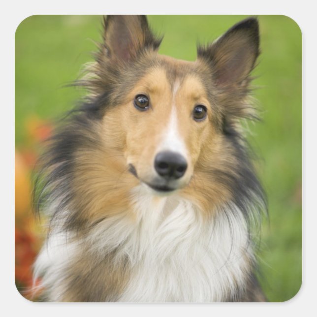 Sticker Carré Rough Collie, chien (Devant)