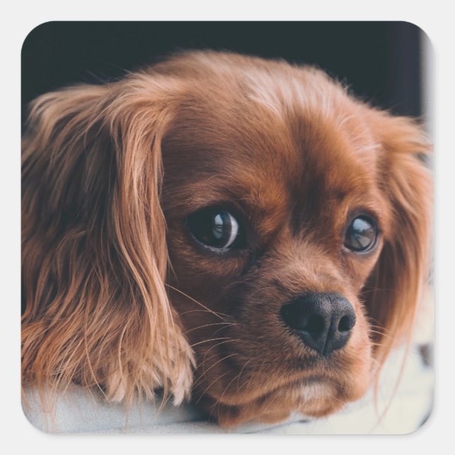 Sticker Carré Ruby Cavalier King Charles Spaniel (Devant)
