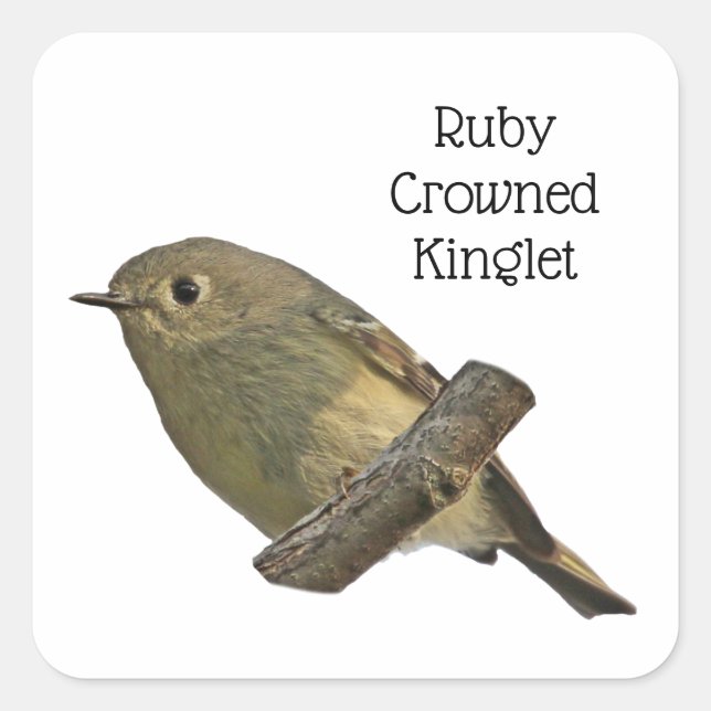 Sticker Carré Ruby-Crowned Kinglet (Devant)