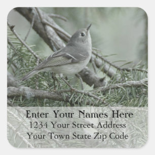 Sticker Carré Ruby Crowned Kinglet Adresse de retour Label