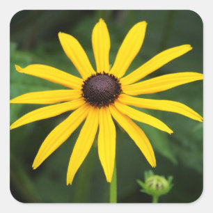 Sticker Carré Rudbeckia hirta