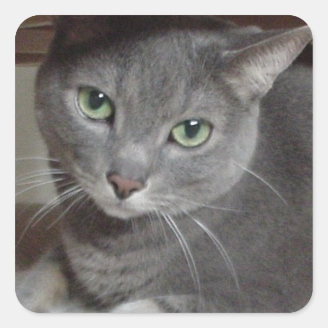 Sticker Carré Russe Blue Grey Chat Love (Devant)
