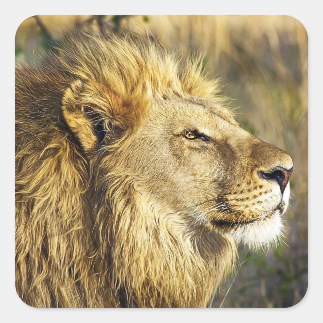 Sticker Carré Safari de faune sauvage de Lion (Devant)