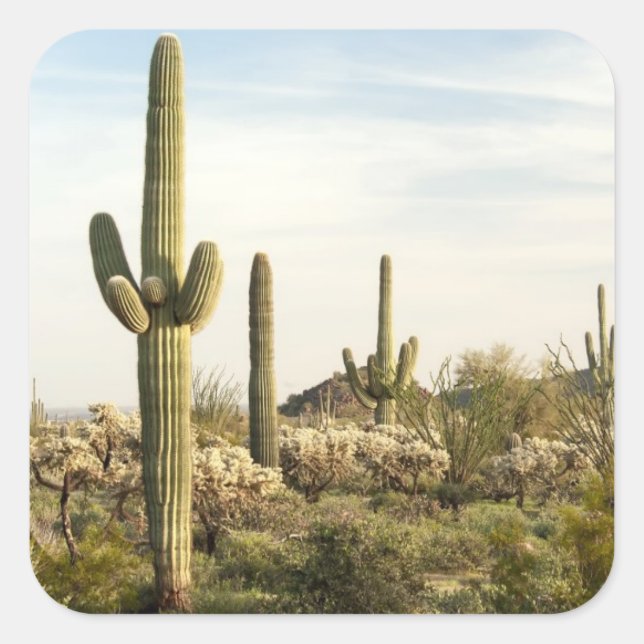 Sticker Carré Saguaro Cactus, Arizona, USA (Devant)