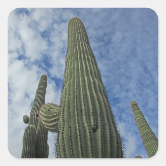 Sticker Carré Saguaro Cactus Atteindre le ciel bleu Sud-ouest (Devant)