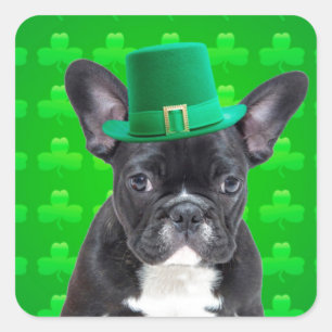 Sticker Carré Saint Patrick, Chien de taureau français