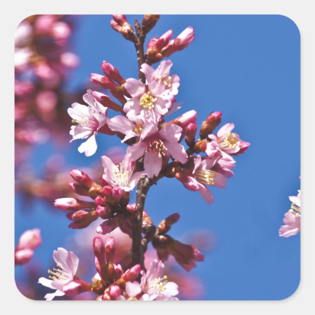 Sticker Carré Sakura Cerry Blossoms Touché Bleu (Devant)