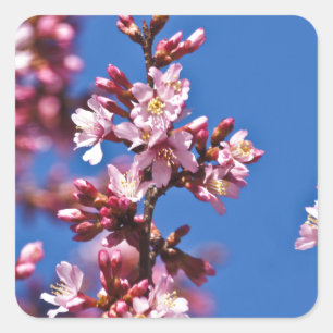 Sticker Carré Sakura Cerry Blossoms Touché Bleu