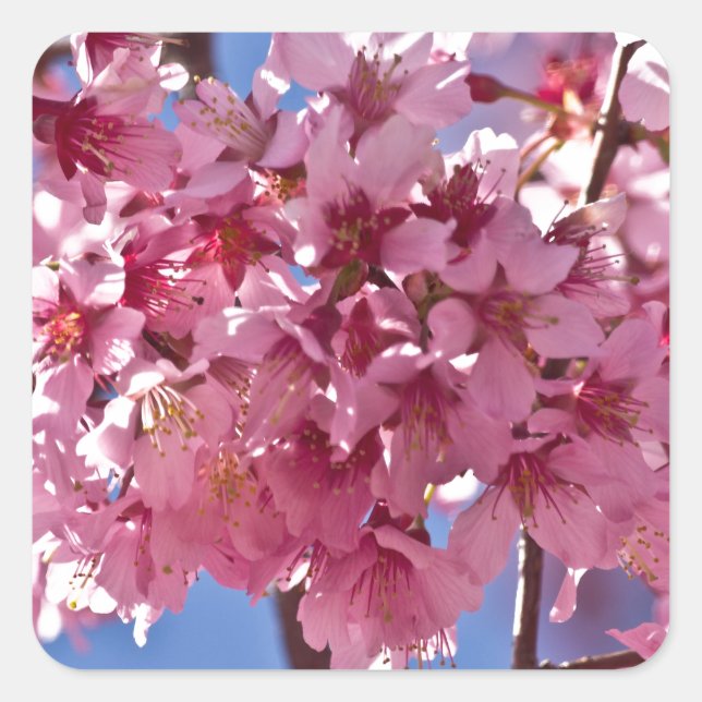 Sticker Carré Sakura Cherry Blossoms Red Stars (Devant)