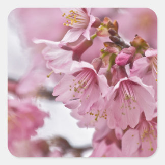 Sticker Carré Sakura Cherry Blossoms rose pâle