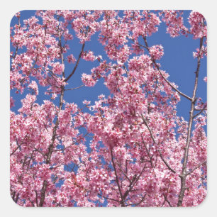 Sticker Carré Sakura Cherry Fleurit Dans Le Bleu