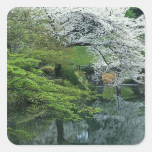 Sticker Carré Sakura, Koishikawa Koraku-en Garden, Tokyo,