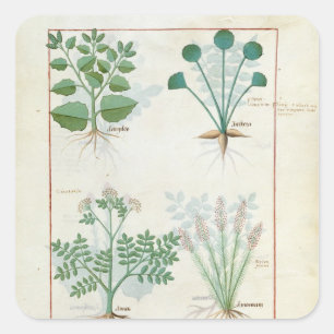 Sticker Carré Salt Bush et Anthora Absinthium et Cardamom