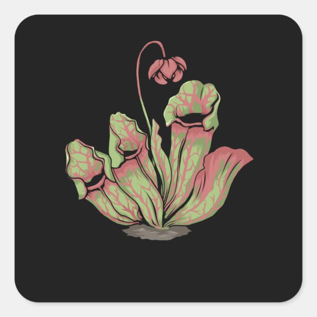 Sticker Carré Sarracenia Plante Carnivore (Devant)