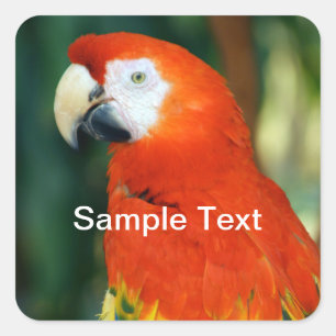 Sticker Carré Scarlet Macaw