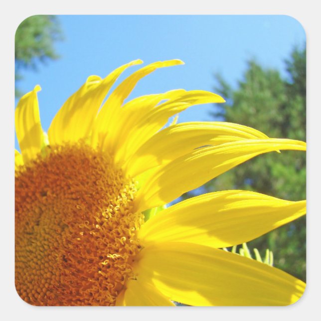 Sticker Carré Sceau de tournesol éclairé Personnaliser l'été (Devant)