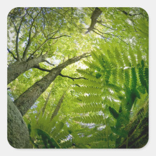 Sticker Carré Scène forestière dans le Parc national de l'Acadie