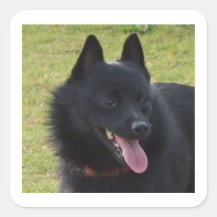 Sticker Carré Schipperke.png