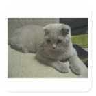 Scottish_fold pose 2.png