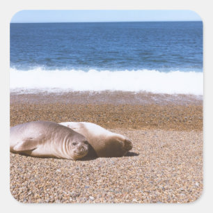 Sticker Carré Sea Lions reposant sur la plage