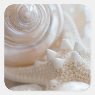 Sticker Carré Sea Shell & Starfish Arrière - plan - Beach Shells