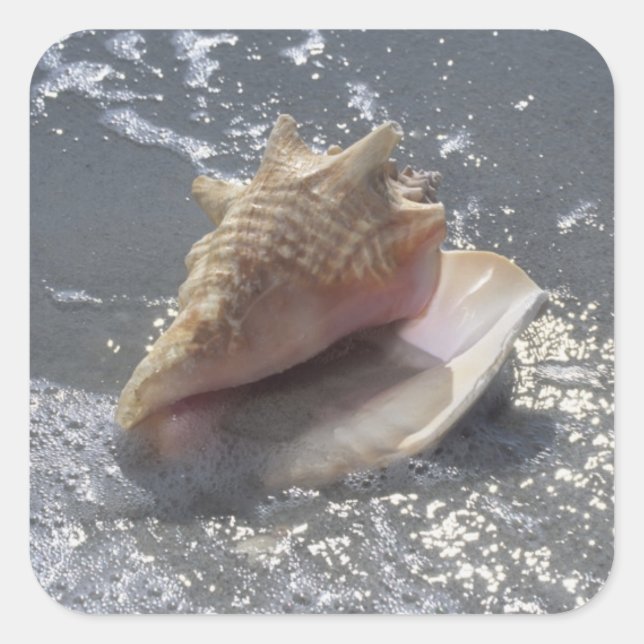 Sticker Carré Seashell | Sanibel Island, Floride (Devant)
