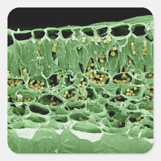 Sticker Carré Section transversale de la feuille (Devant)