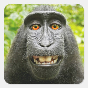 Sticker Carré Selfie de singe