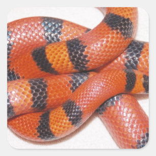 Sticker Carré Serpent laitier hondurien Hypo