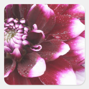 Sticker Carré Serré en photos de fleur de Dalhia avec