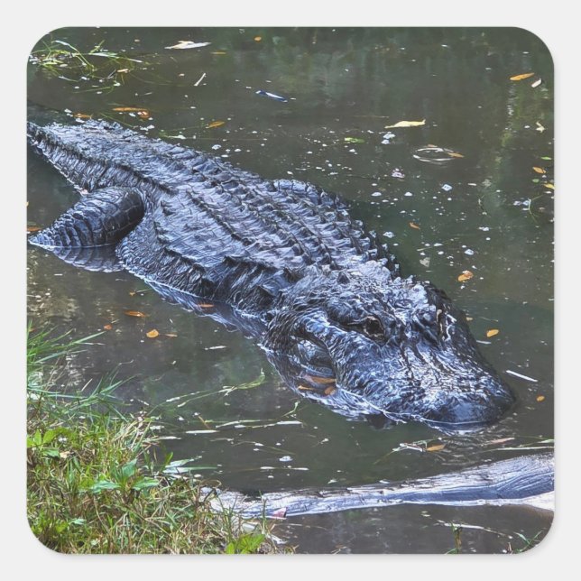 Sticker Carré Shadow in the Shallows (Devant)