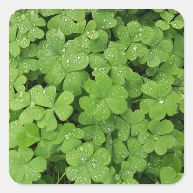 Sticker Carré Shamrock vert frais, chanceux St. Patricks (Devant)