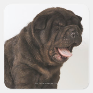 Sticker Carré Shar Pei chiot yawning, studio photo