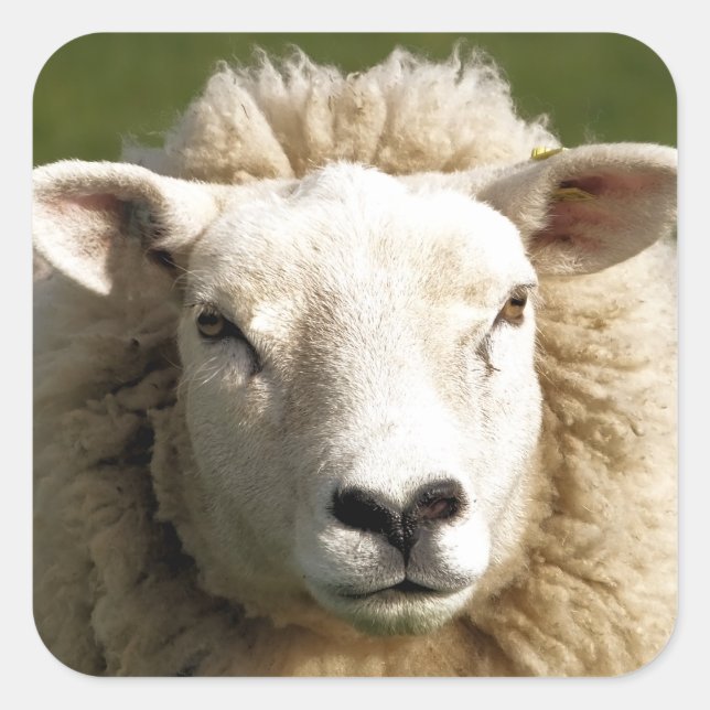 STICKER CARRÉ SHEEP (Devant)