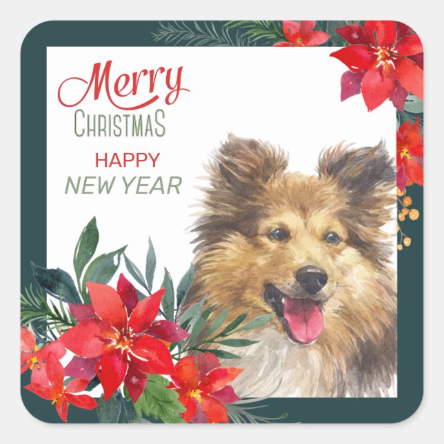 Sticker Carré Shetland Sheepdog Poinsettia Bouquet Noël (Devant)